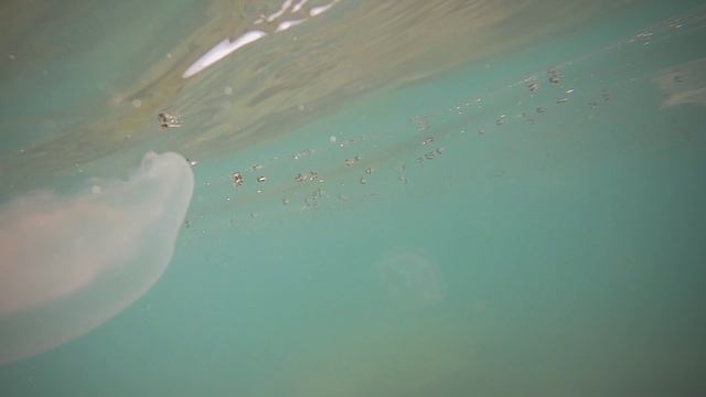 Подводный мир черного моря . Медузы и мор насекомых