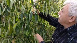 Плодоношение  хурмы