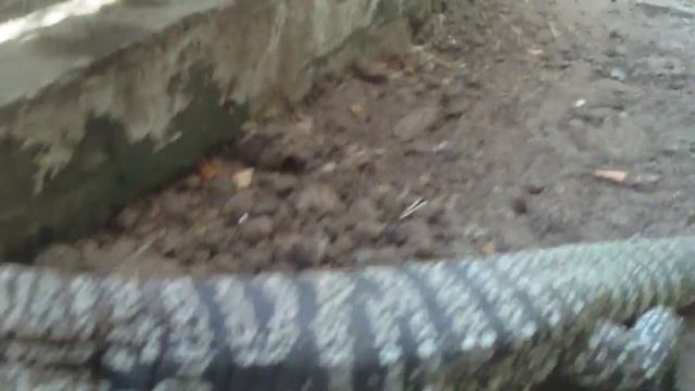 Criadero de Lagarto Overo (Salvator merianae) смотреть онлайн