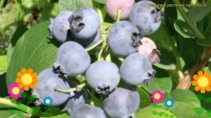 Голубика высокорослая Поларис. Краткий обзор, описание характеристик vaccinium Polaris