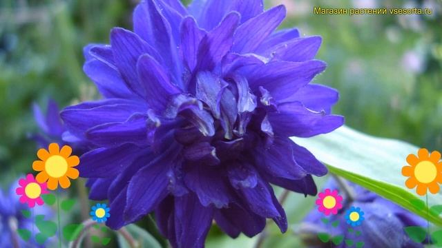 Полуаквилегия чайногибридная. Краткий обзор aquilegia vulgaris blue barlow макканы барлоу блу смотреть онлайн