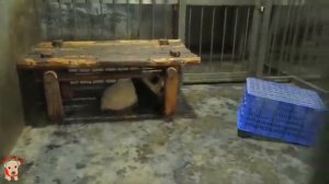 Cute panda video collection，Filmed in Chinese panda culture  2018_001.mp4