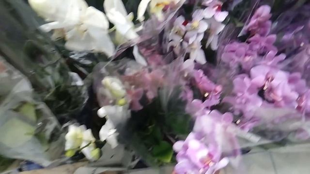 ОРХИДЕИ УЦЕНКИ, ЧЕРНЫЙ ФАЛЕНОПСИС, Я НЕ КУПИЛА ОРХИДЕЮ СВОЕЙ МЕЧТЫ смотреть онлайн