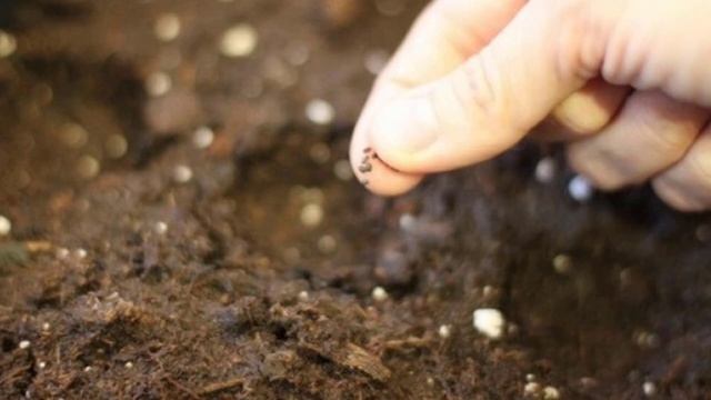 Выращивание базилика из семян в открытом грунте, посадка и уход