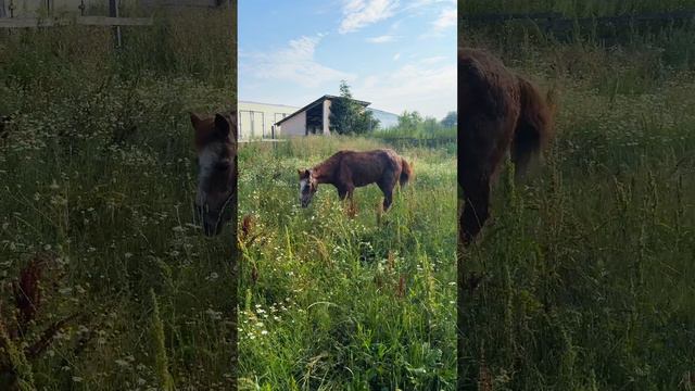 Бегу с утра проведать Бабо