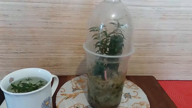 Как укоренять черенки МИРТА?
