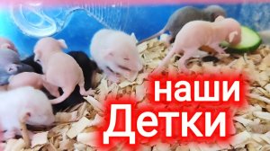 Наши детки! Домашние крысы.