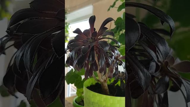 Эониум Арбореум Блэк - Черная роза пустыни ? смотреть онлайн