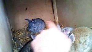 Крольчиха затоптала крольчат....