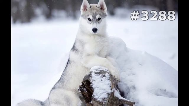 #3288. Собаки (В мире животных) смотреть онлайн