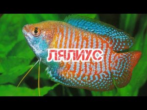 ЛЯЛИУС. СОДЕРЖАНИЕ И РАЗВЕДЕНИЕ В АКВАРИУМЕ
