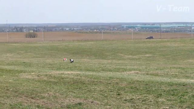 Грейхаунды BEL ETUAL OPTIMA (красн) - BLACK SILK (бел). CACIL-2017, МО. смотреть онлайн