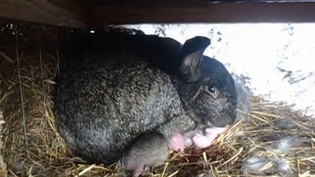 рождение маленьких крольчат