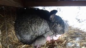 рождение маленьких крольчат
