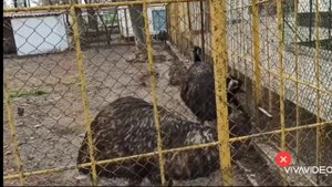 Зоопарк в Таджикистан город Душанбе