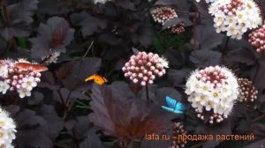 Пузыреплодник калинолистный Диаболо (diablo) ? обзор: как сажать, саженцы пузыреплодника Диаболо