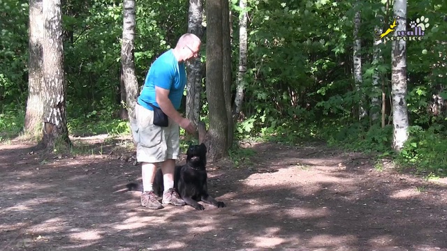 Дрессировка стаи собак, команда ползи смотреть онлайн