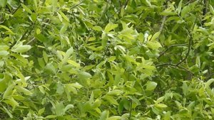 Садовая камышовка (голос, пение) в Бутовском лесу