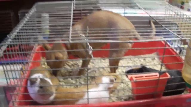 Морские свинки смотреть онлайн