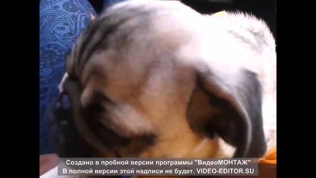 интевью у мопса на прогулке смотреть онлайн