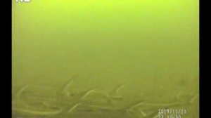 Редкие кадры. Стерлядь стала на зимовку на Оке.