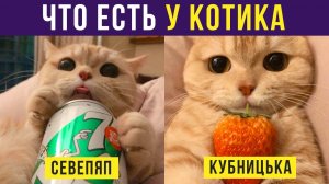 Приколы с котами. Что есть у котика | Мемозг #295