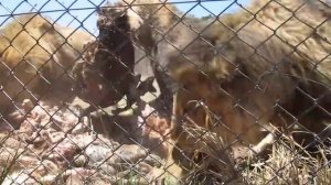 Adult Lion Feeding - Antelope Park, Zimbabwe