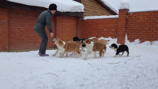 рыжая банда из Александровой слободы смотреть онлайн