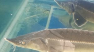 Почему СТЕРЛЯДЬ дороже чем ОСЕТР. Video Trawl #040