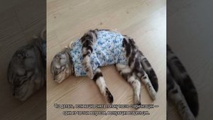 Сколько носить попону после стерилизации кошки