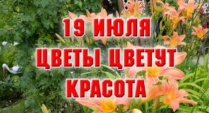 19 июля. Бродилка по саду с обзором цветов.mp4