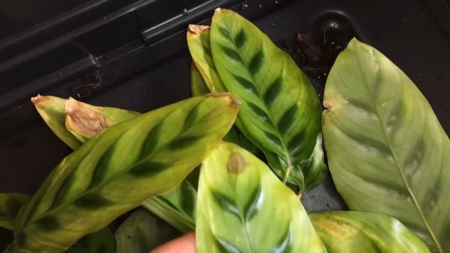 RESCUING MY CALATHEA LEOPARDINA + PLANT UPDATE | Myra Murison смотреть онлайн