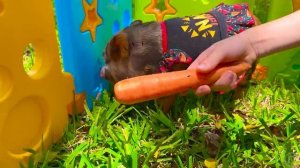 Настя и её веселые приключения на ферме.mp4