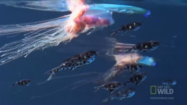 Португальский кораблик (лат. Physalia physalis) смотреть онлайн