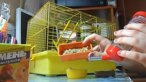 Уход за хомячком/ Чем кормить?/Камень для стачивания зубов?