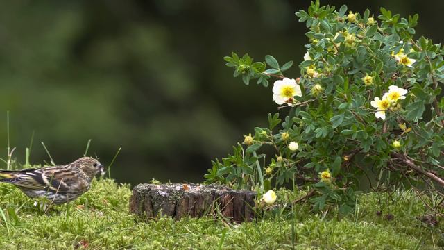 Пение Птиц, Лес, Природа. Живая Природа.