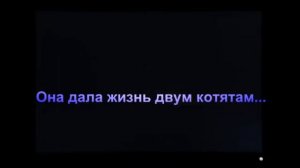 История Серебрянки Коты - Воители.