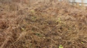 Выполненная работа в Коммунаре, Гатчинский район  Покос травы и вырубка кустарника Комммунар.