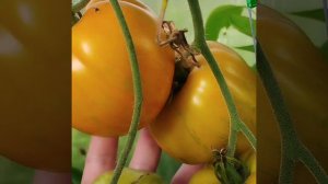 Обзор томатов Золото Колчака , Козула 68 , Голубой ручей , Туз и Леденец.