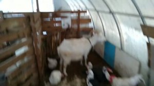 Результат скрещивания разных пород кур
