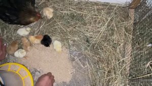 Эксперимент Квочка выводит цыплят сама