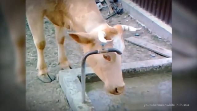 Факты реинкарнации. Разумные коровы смотреть онлайн