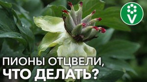 ОБЯЗАТЕЛЬНО СДЕЛАЙТЕ С ПИОНАМИ ЭТО ПОСЛЕ ЦВЕТЕНИЯ! Обрезка, подкормка и обработка пионов в июле