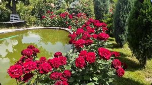 01.07.23 роза "Омаж э Барбара"