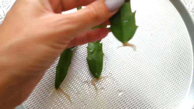 Укоренение шлюмбергеры в воде. Посадка шлюмбергеры.