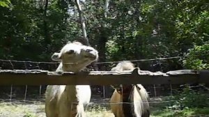 Bactrian camels in the Abony Zoo/Двогрба камила/Двугорбый верблюд/Kameel/Camelus bactrianus