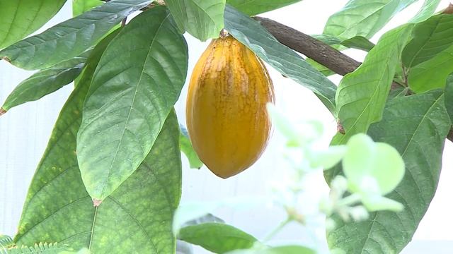 В пензенском ботаническом саду на дереве какао впервые за 10 лет созрел плод смотреть онлайн