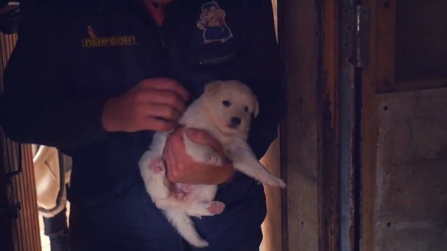 ЛЕНРЕМОНТ ПОМОГАЕТ ДЕТСКОМУ ДОМУ ДЛЯ ЖИВОТНЫХ смотреть онлайн