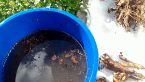 Девясил  Добыча, промывка, сушка и чистка