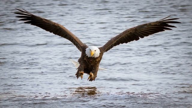 Картинка птицы. Орел, полет, размах крыльев, птицы, над водой. смотреть онлайн